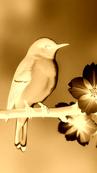 Sepia + Negatyw