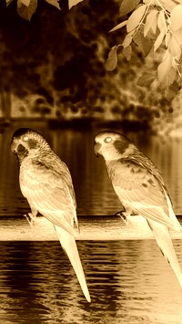 Sepia + Negatyw