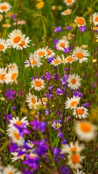 Oryginalny obrazek