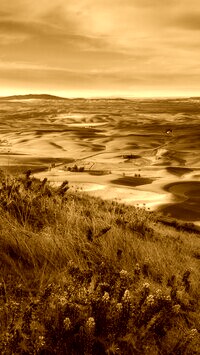 Sepia