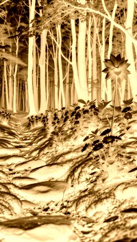 Sepia + Negatyw