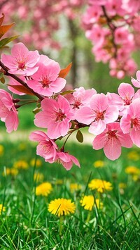 Oryginalny obrazek