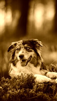 Sepia