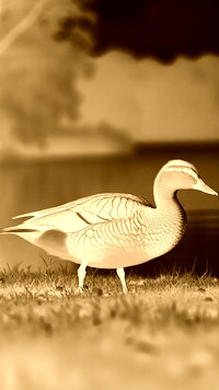 Sepia + Negatyw