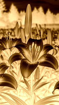 Sepia + Negatyw