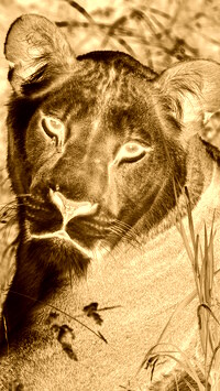 Sepia + Negatyw