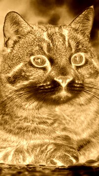 Sepia + Negatyw