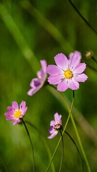 Oryginalny obrazek