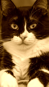 Sepia