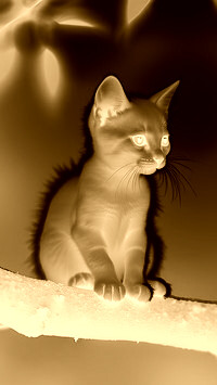 Sepia + Negatyw