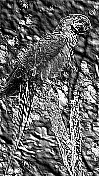 Skamielina