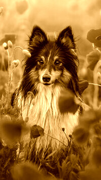 Sepia