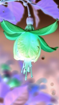 Negatyw