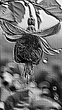 Skamielina