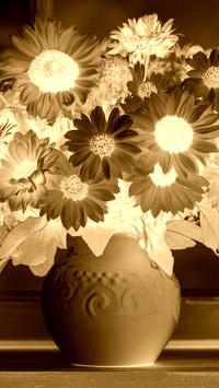 Sepia + Negatyw