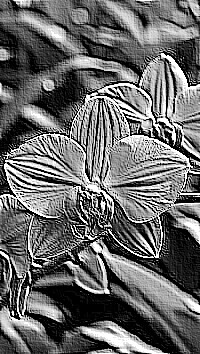 Skamielina