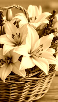 Sepia