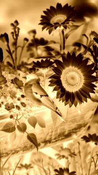 Sepia + Negatyw