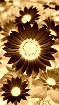 Sepia + Negatyw