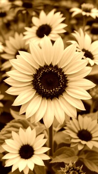 Sepia
