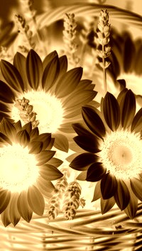 Sepia + Negatyw