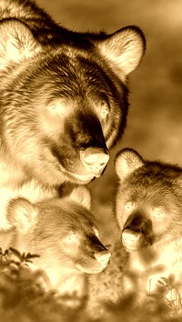 Sepia + Negatyw