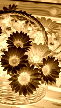 Sepia + Negatyw