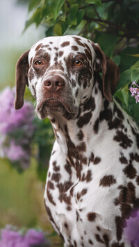 Oryginalny obrazek