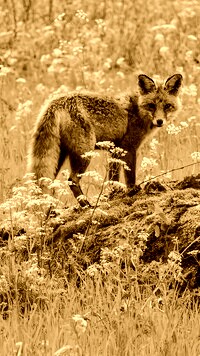 Sepia