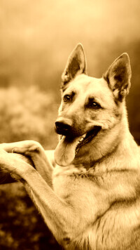 Sepia