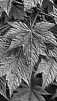 Skamielina
