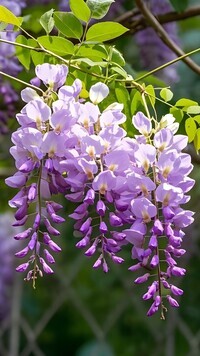 Oryginalny obrazek