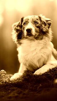 Sepia