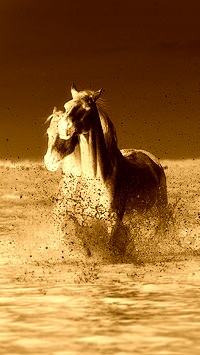 Sepia + Negatyw