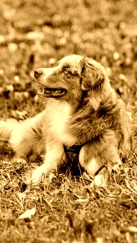 Sepia