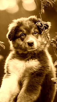 Sepia