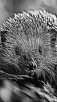 Skamielina