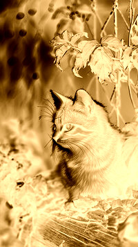 Sepia + Negatyw