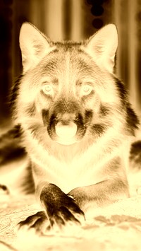 Sepia + Negatyw
