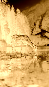 Sepia + Negatyw
