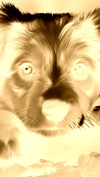 Sepia + Negatyw