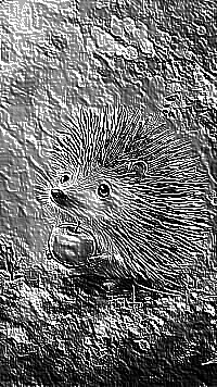 Skamielina