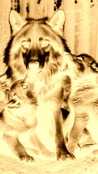 Sepia + Negatyw