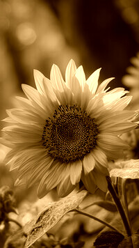 Sepia