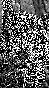 Skamielina