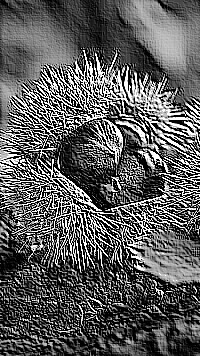 Skamielina