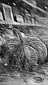 Skamielina