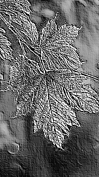 Skamielina