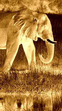 Sepia + Negatyw
