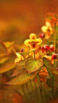 Oryginalny obrazek